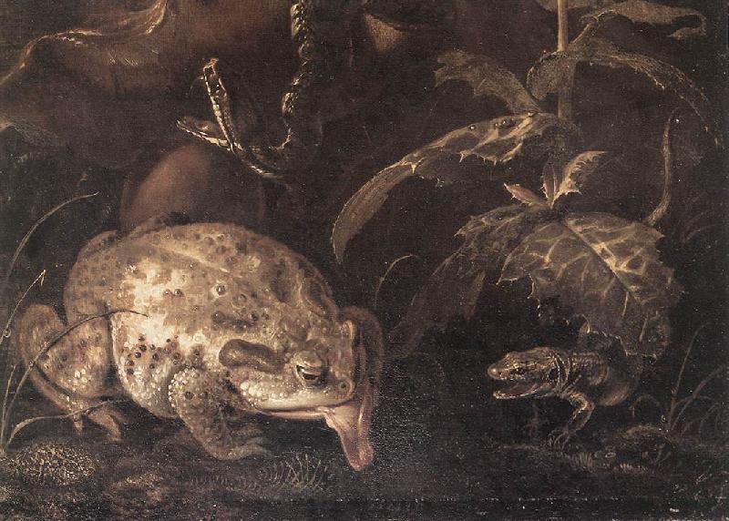 SCHRIECK, Otto Marseus van Still-Life with Insects and Amphibians (detail) qr Germany oil painting art